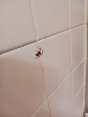 Trachelidae