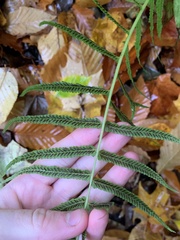 Homalosorus pycnocarpos