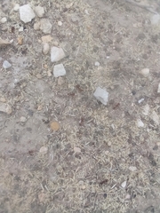 Pogonomyrmex barbatus