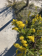 Solidago sempervirens