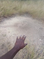 Pogonomyrmex barbatus