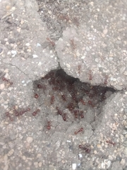 Pogonomyrmex barbatus