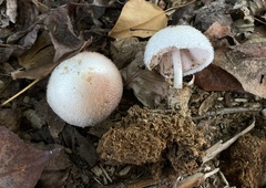 Volvariella bombycina