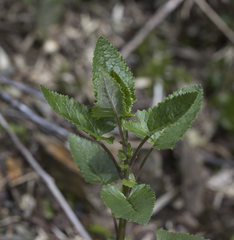 Senecio otites