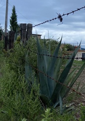 Agave salmiana