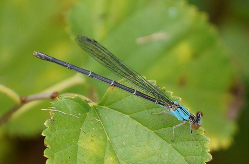 Blue-fronted Dancer, photo 7 of 7