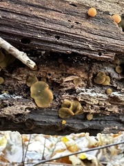 Chlorencoelia versiformis