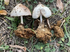 Volvariella bombycina