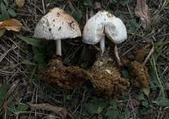 Volvariella bombycina
