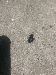 Coelocnemis dilaticollis