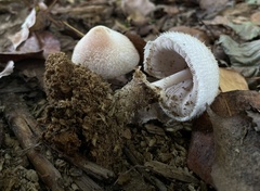 Volvariella bombycina