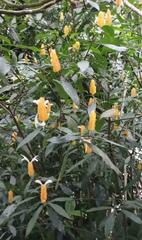 Pachystachys lutea