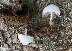 Volvariella bombycina