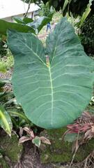 Xanthosoma