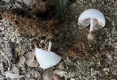 Volvariella bombycina