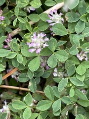 Trifolium glomeratum