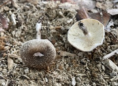 Lentinus tigrinus