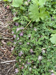 Trifolium glomeratum