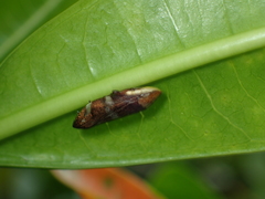 Ptyelinellus praefractus