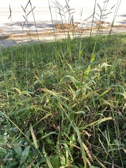 Paspalum pubiflorum