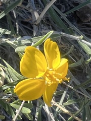 Psilostrophe cooperi