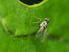 Diaphorinae