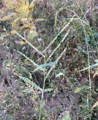 Paspalum pubiflorum