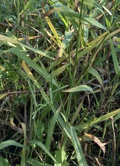 Paspalum pubiflorum
