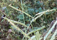 Paspalum pubiflorum