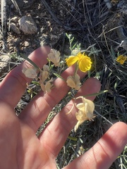 Psilostrophe cooperi