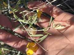 Psilostrophe cooperi