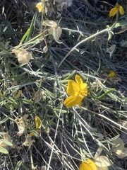 Psilostrophe cooperi