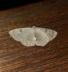 Argyrotome muricolor