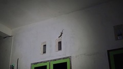 Gekko gecko