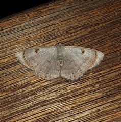 Argyrotome muricolor