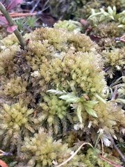 Sphagnum fuscum