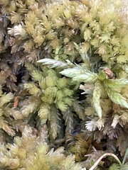 Sphagnum fuscum