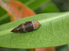 Ptyelinellus praefractus