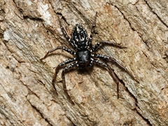 Tharpyna campestrata