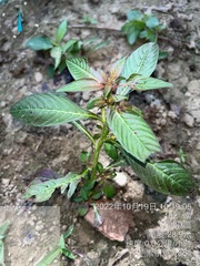 Ludwigia hyssopifolia