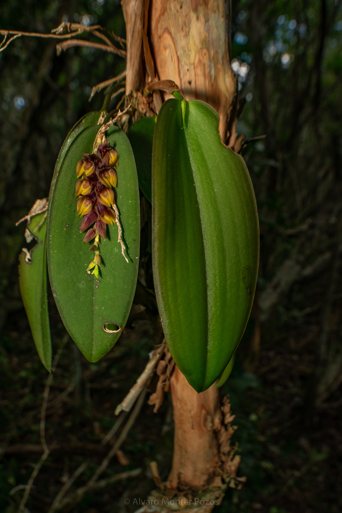 Acianthera tikalensis
