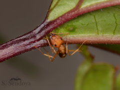 Camponotus cingulatus