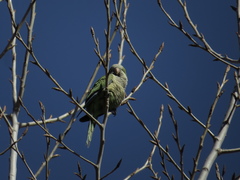 Myiopsitta monachus
