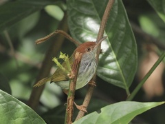 Orthotomus atrogularis