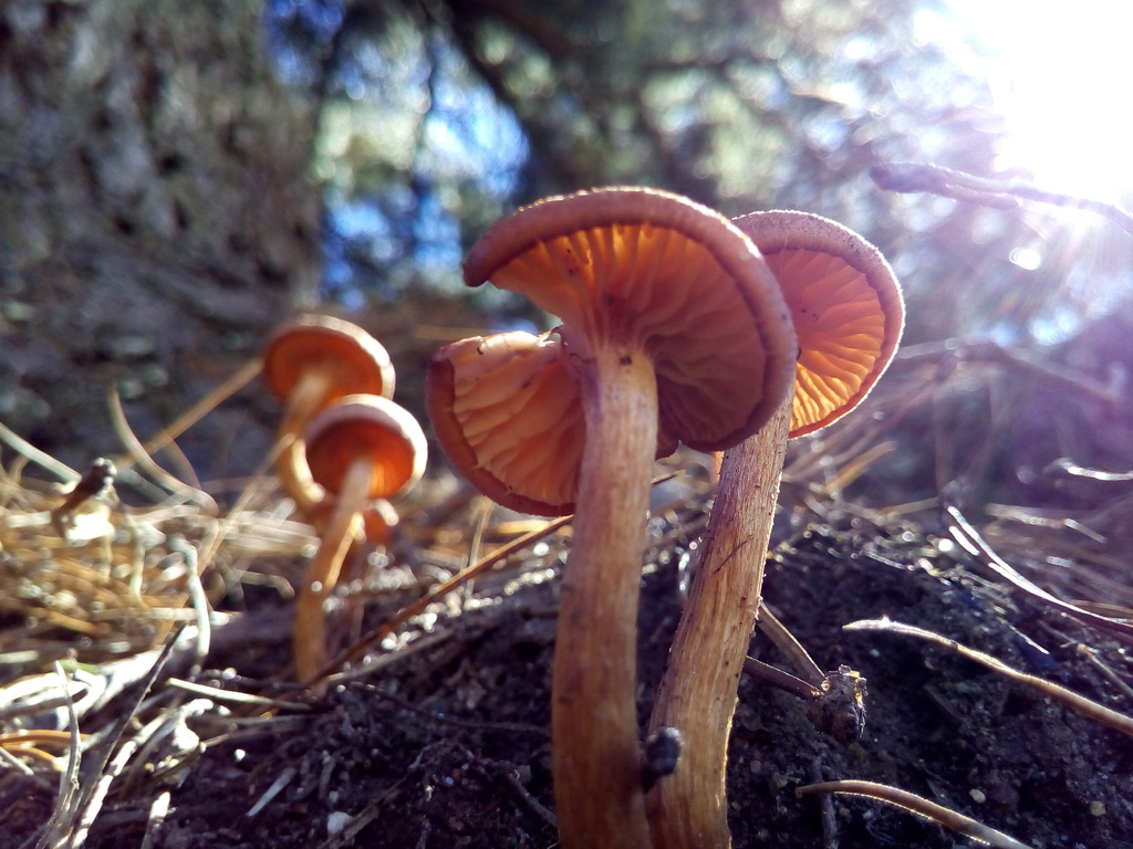 Laccaria laccata · April 2019 · photo: © tutitah (iNaturalist, cc0)