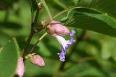 Strobilanthes callosa