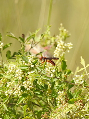 Cerceris bicornuta