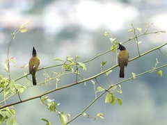 Rubigula flaviventris