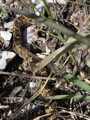 Crotalus ravus