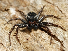 Tharpyna campestrata